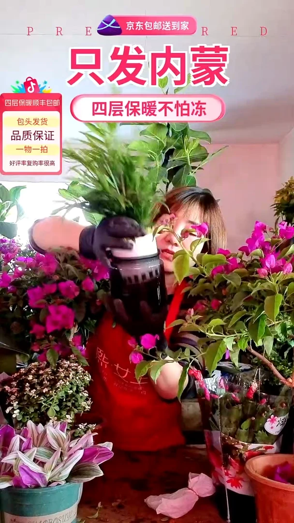 完全开放水培椰子树