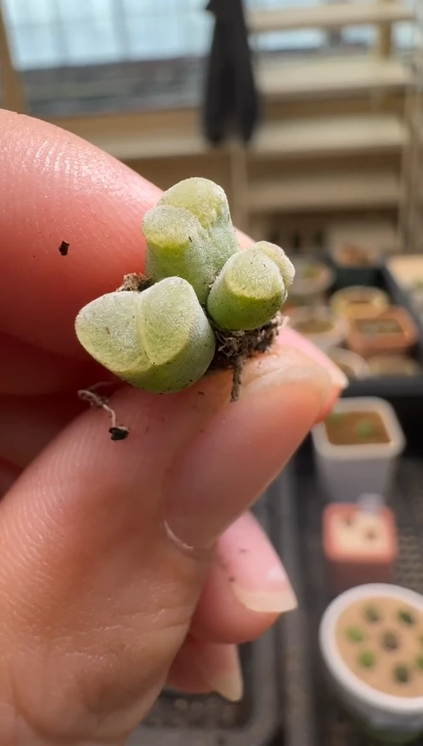 【闪购商品】2/4-215