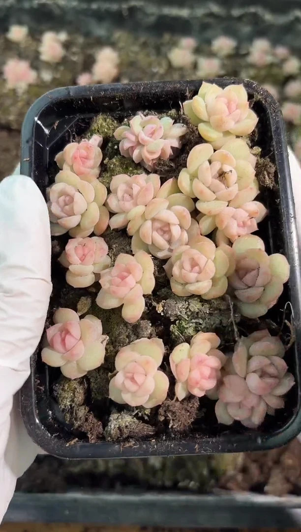 琴心切糕1盒 量拍多肉植物