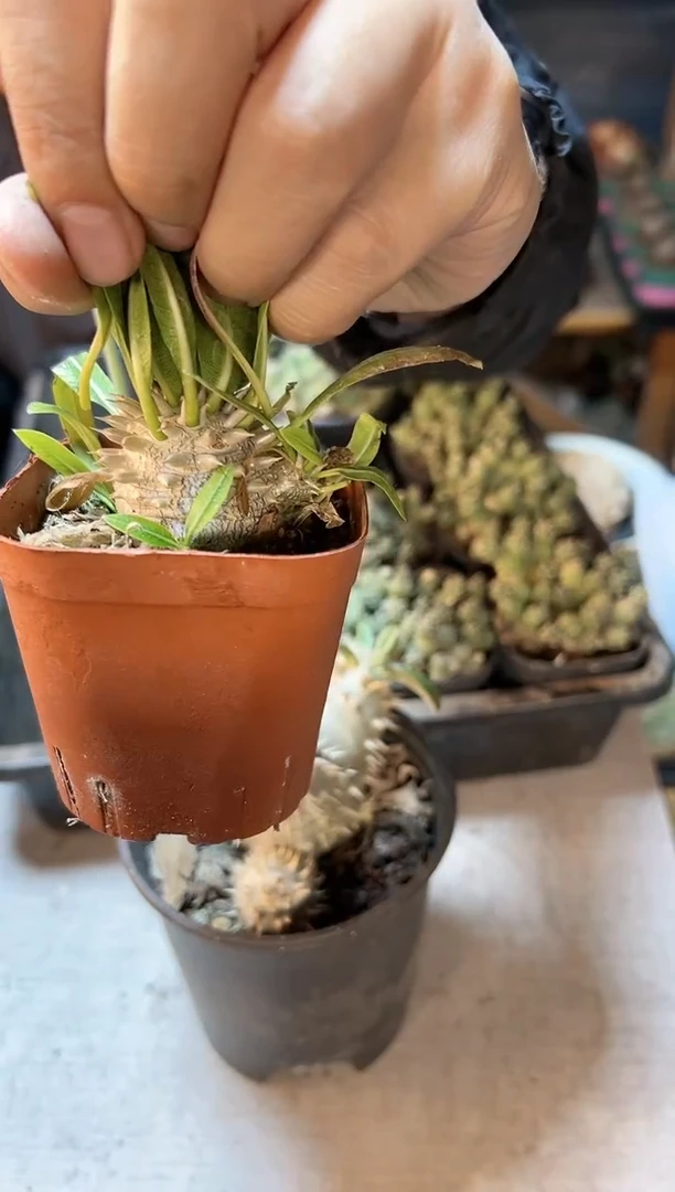 【闪购商品】惠比大黑3公分带盆