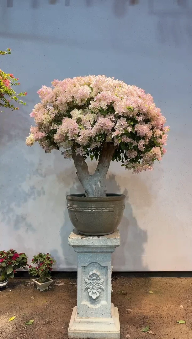 全部花朵远*客三角梅49