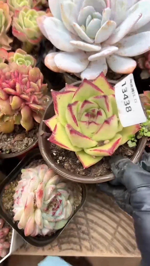 你*逗多肉植物一物一拍13438