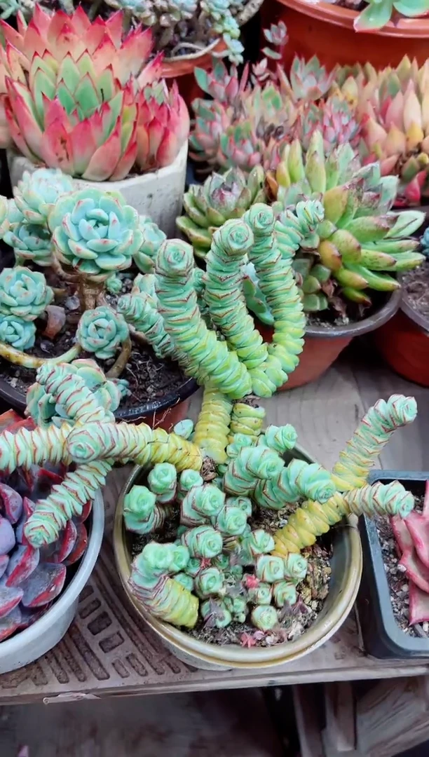 请***己26004多肉植物一物一拍