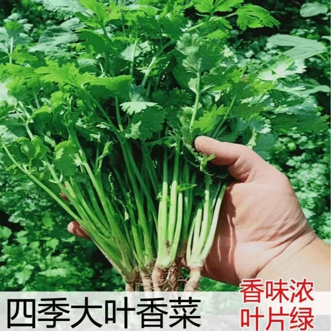 大叶香菜种子菜籽耐热四季种植阳台盆栽蔬菜种子【春季促销套餐】