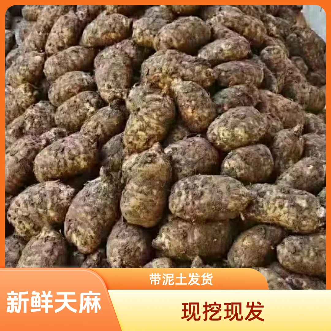 【天麻】云南昭通小草坝新鲜乌天麻、活天麻、潮天麻、煲汤、炖肉、泡酒