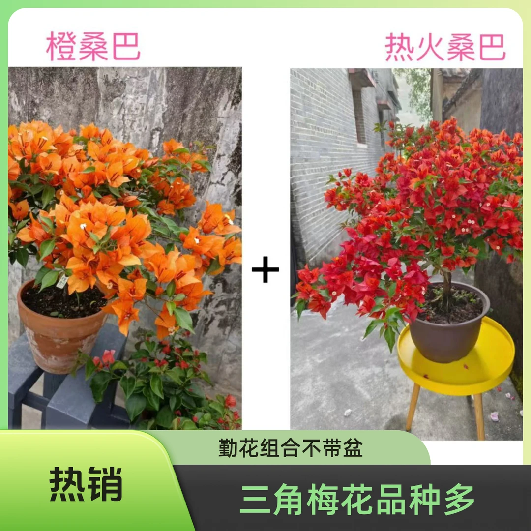热火桑巴+橙桑巴（勤花组合）到手2颗三角梅基地直发不带花不带盆