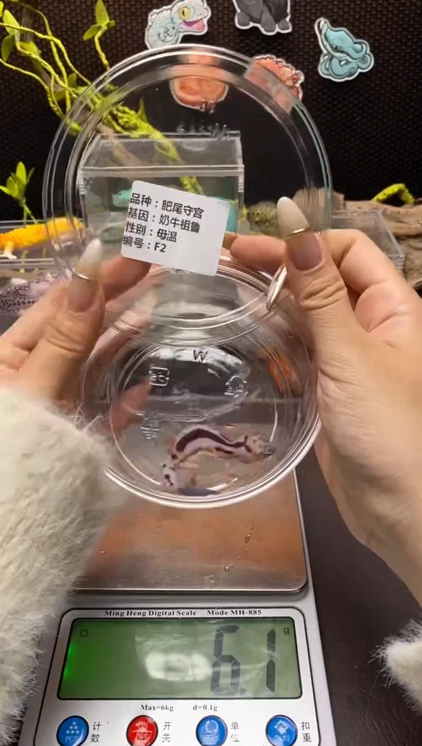 肥尾守宫 鳞与尾 Scale Tail 爬宠F2