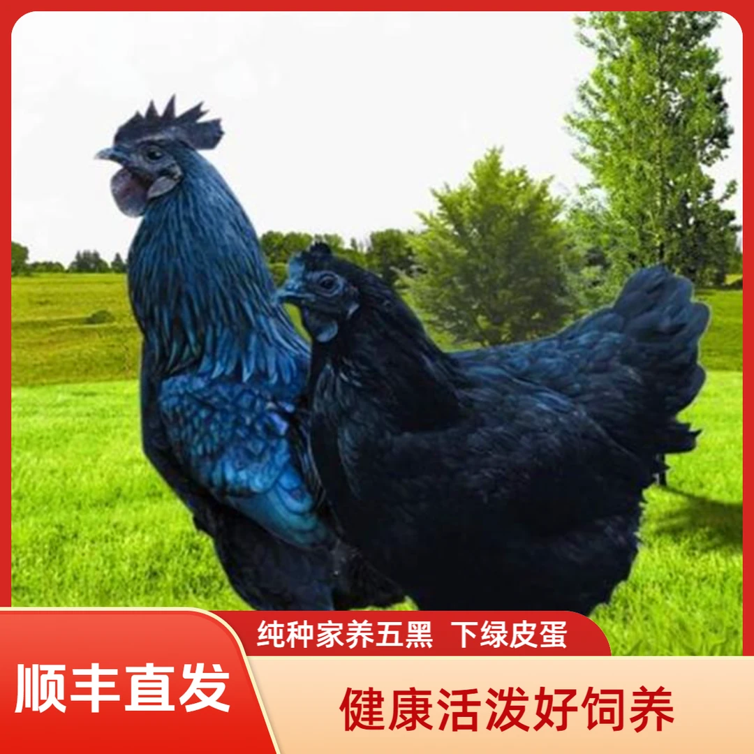 正品五黑宠物鸡绿壳蛋散养宠物鸡拍10送3路损 共13只 4两左右发货