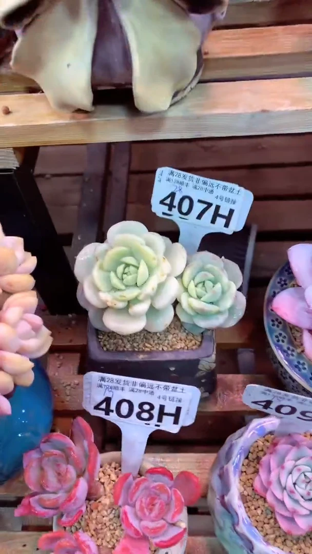 407H（一物一拍，精品多肉.二十八包邮非偏远）