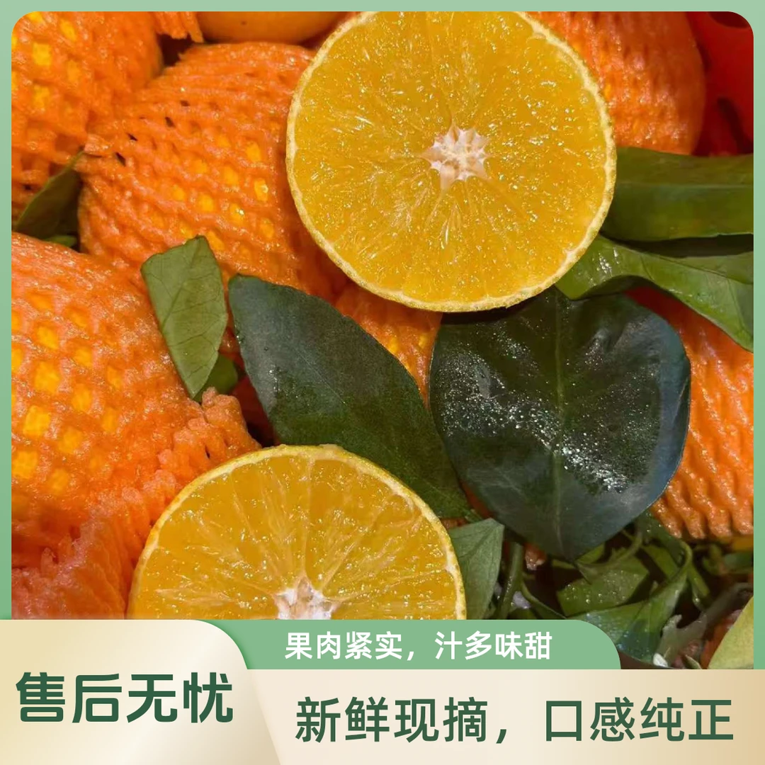爱媛果冻橙 5斤/净果【ZR果业】
