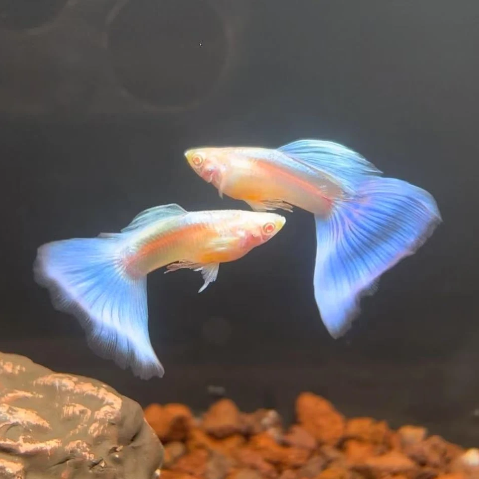 精品天空蓝孔雀鱼 日系蓝白子纯种孔雀鱼 小型热带观赏鱼适合新手