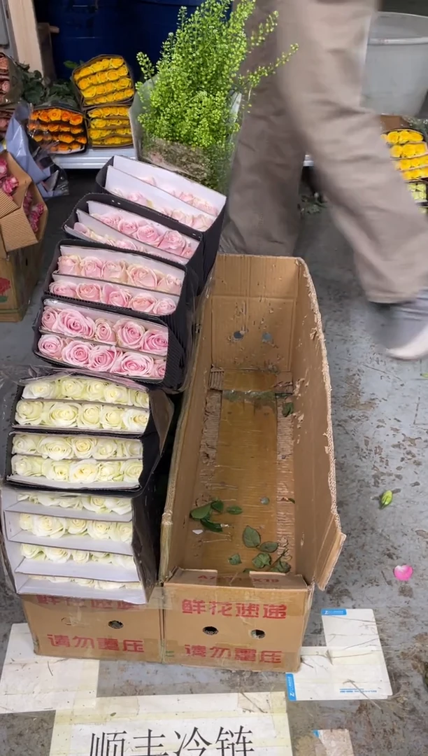 骄傲3扎+粉红雪山3扎+绿林草