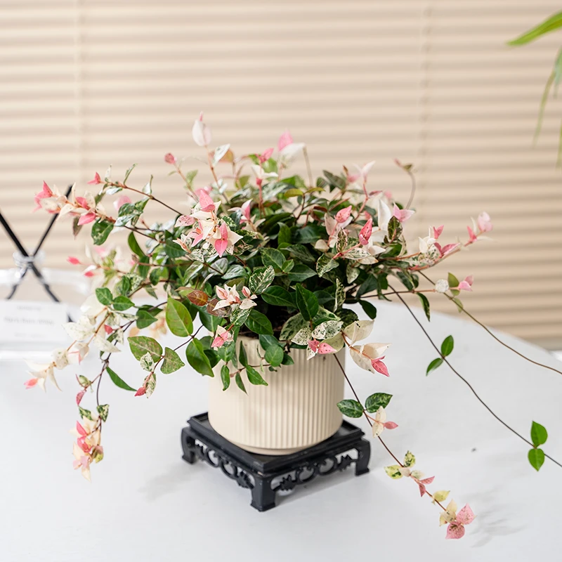彩叶花叶络石盆栽垂吊兰五彩爬藤花卉绿植室内阳台办公室彩叶植物