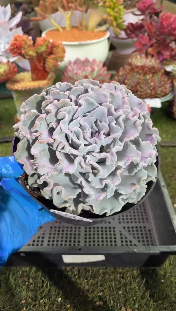 【闪购商品】12968