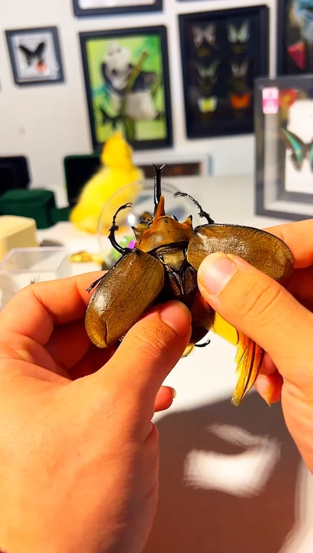 有机玻璃造景+装框二选一