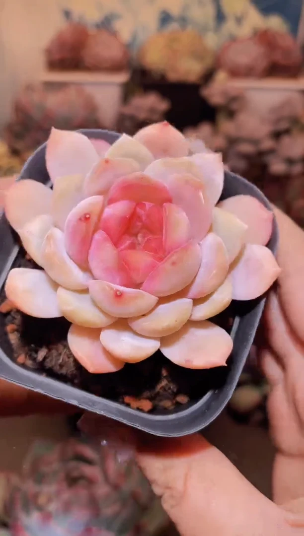 【闪购商品】196云岚