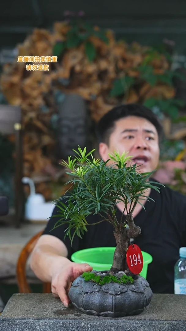 当前无花栽培后可以开花罗汉松194+