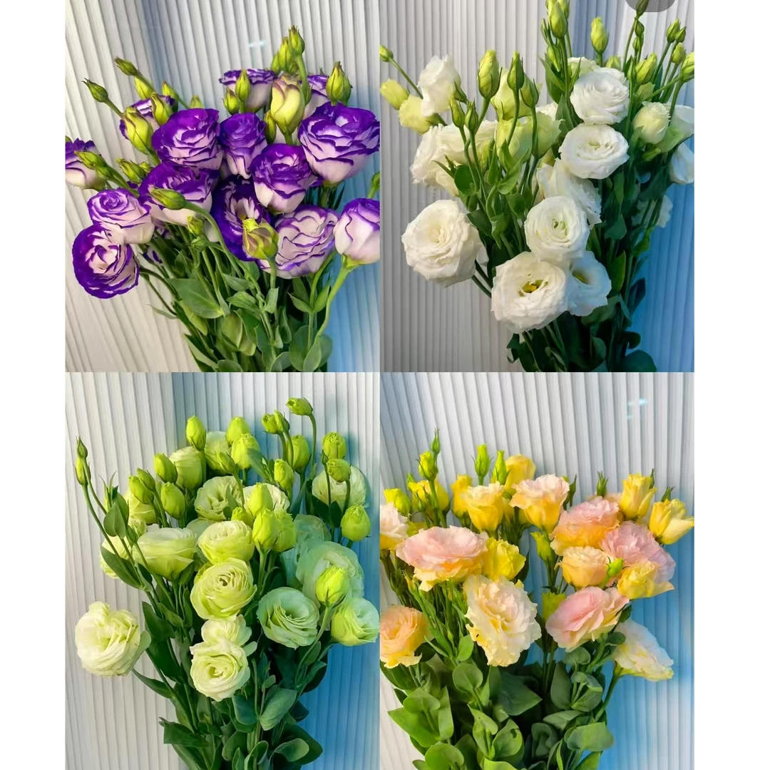 【洋桔梗玫瑰】云南优质基地采摘发货