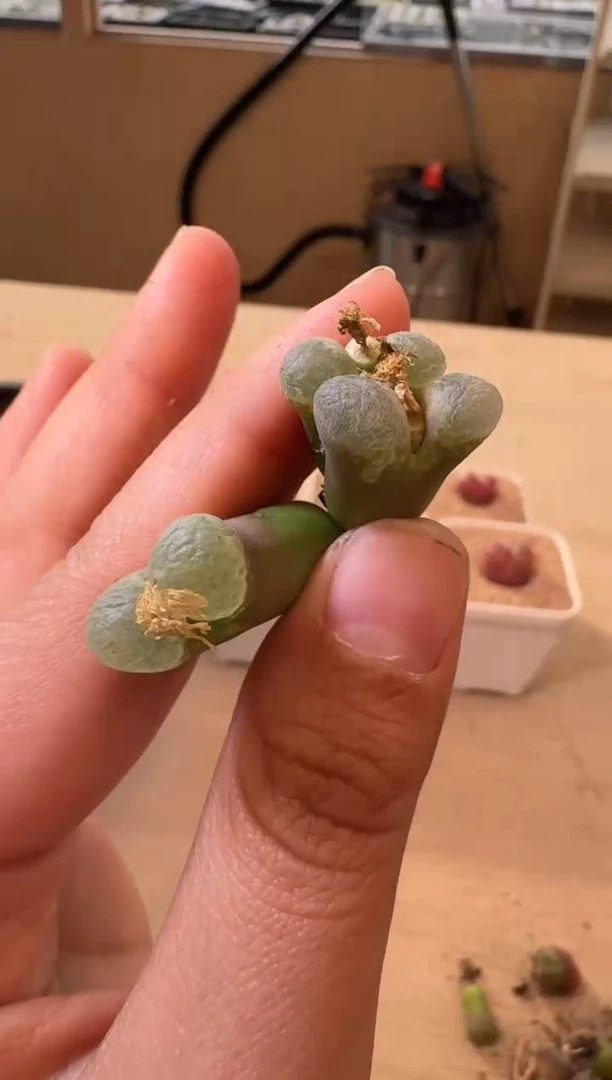20-1多肉植物肉锥