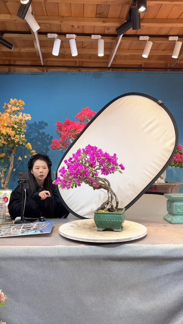 大量花朵（建议范围：8朵-15朵 或40%以上）小叶紫