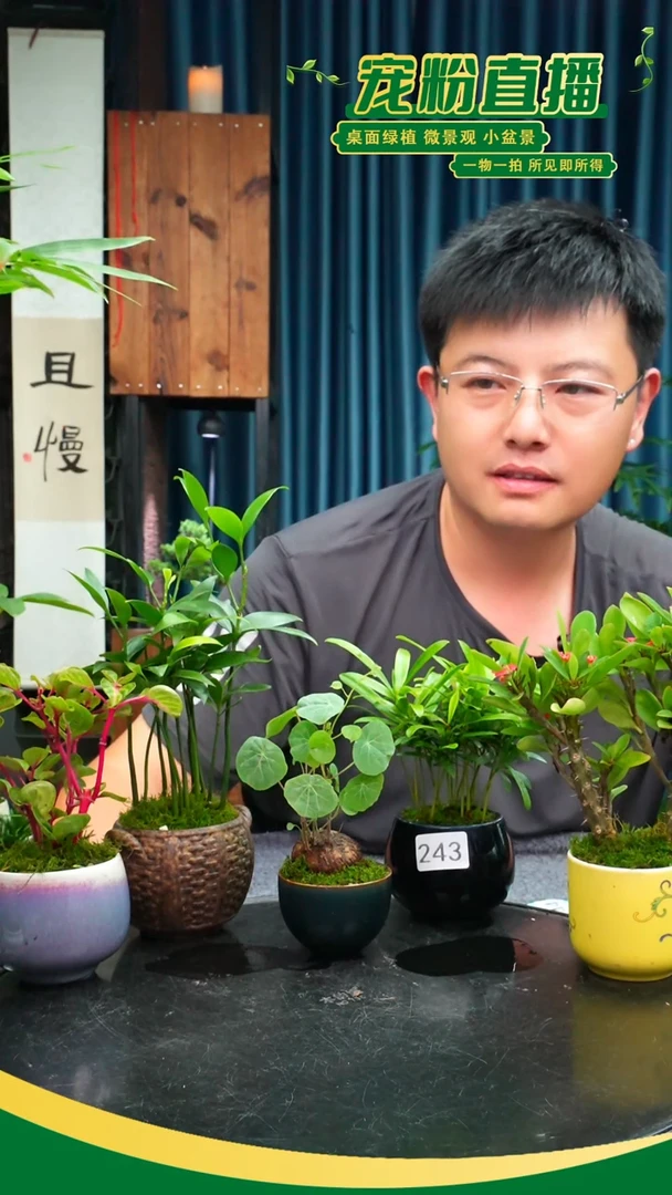 无花朵玖**魅苔藓微景观243号