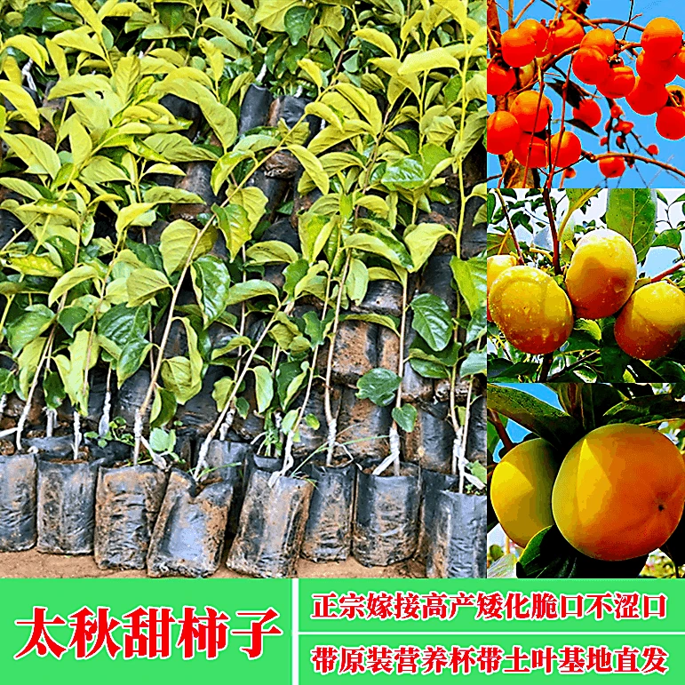 太秋脆甜柿子嫁接柿子果树苗摘下就吃盆栽地栽南方北方都种植耐寒