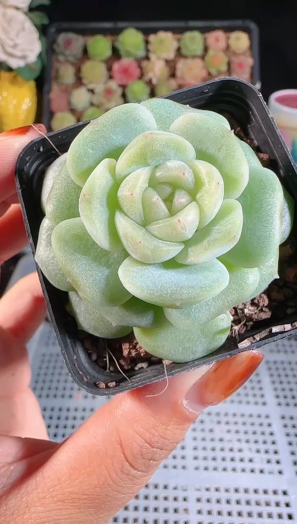 1111-457冰心27（群生不包整）