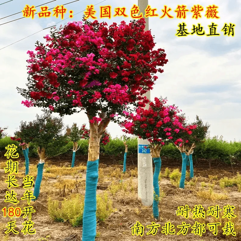 美国双色红火箭紫薇常年开花花量大耐寒耐旱庭院广东紫薇花大紫薇