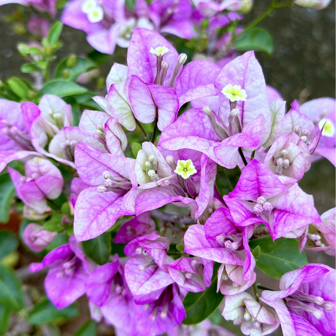 【沁心】三角梅 盆栽 耐热花卉四季开花阳台桌面庭院植物