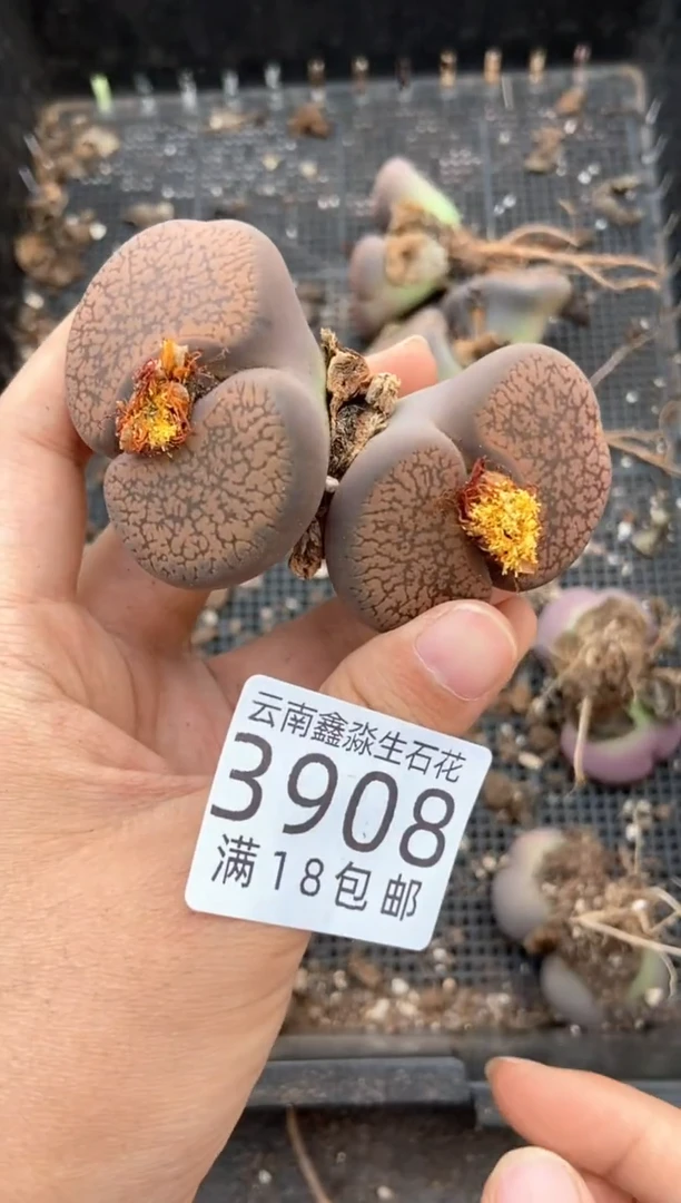 3908特价日轮玉有疤瑕疵发货1颗
