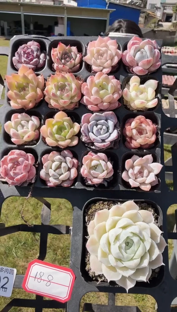 东云多肉园新款-02