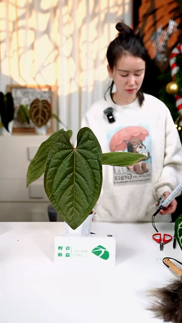 完全开放奇妙森林黑桃x奢华