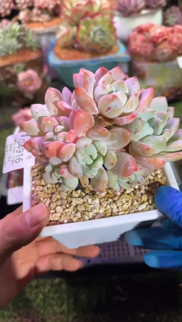 【闪购商品】04916