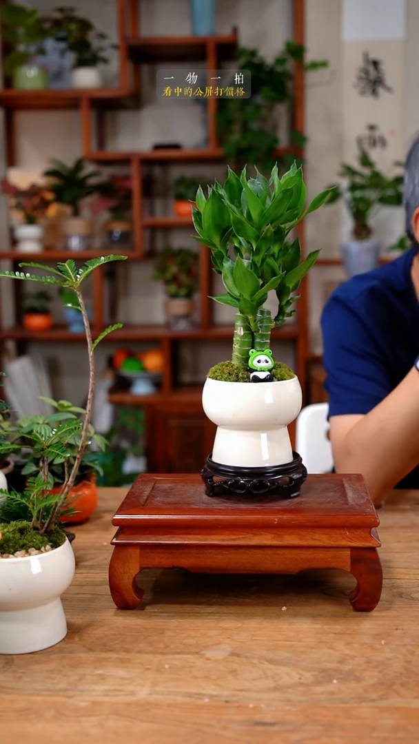 不开花植物莎*美富贵竹427