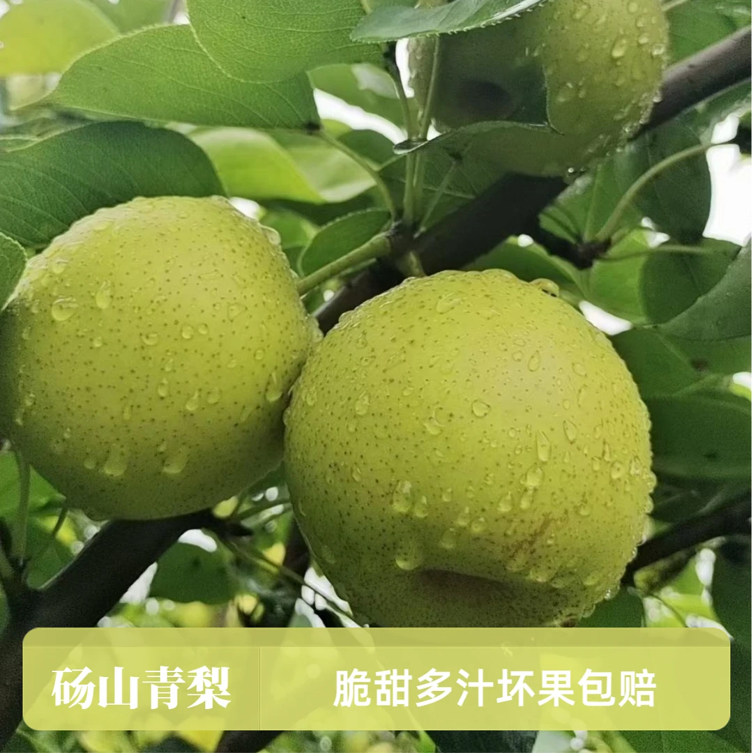【现摘现发】砀山青梨翠冠梨皇冠梨细腻无渣脆甜爆汁坏果包赔