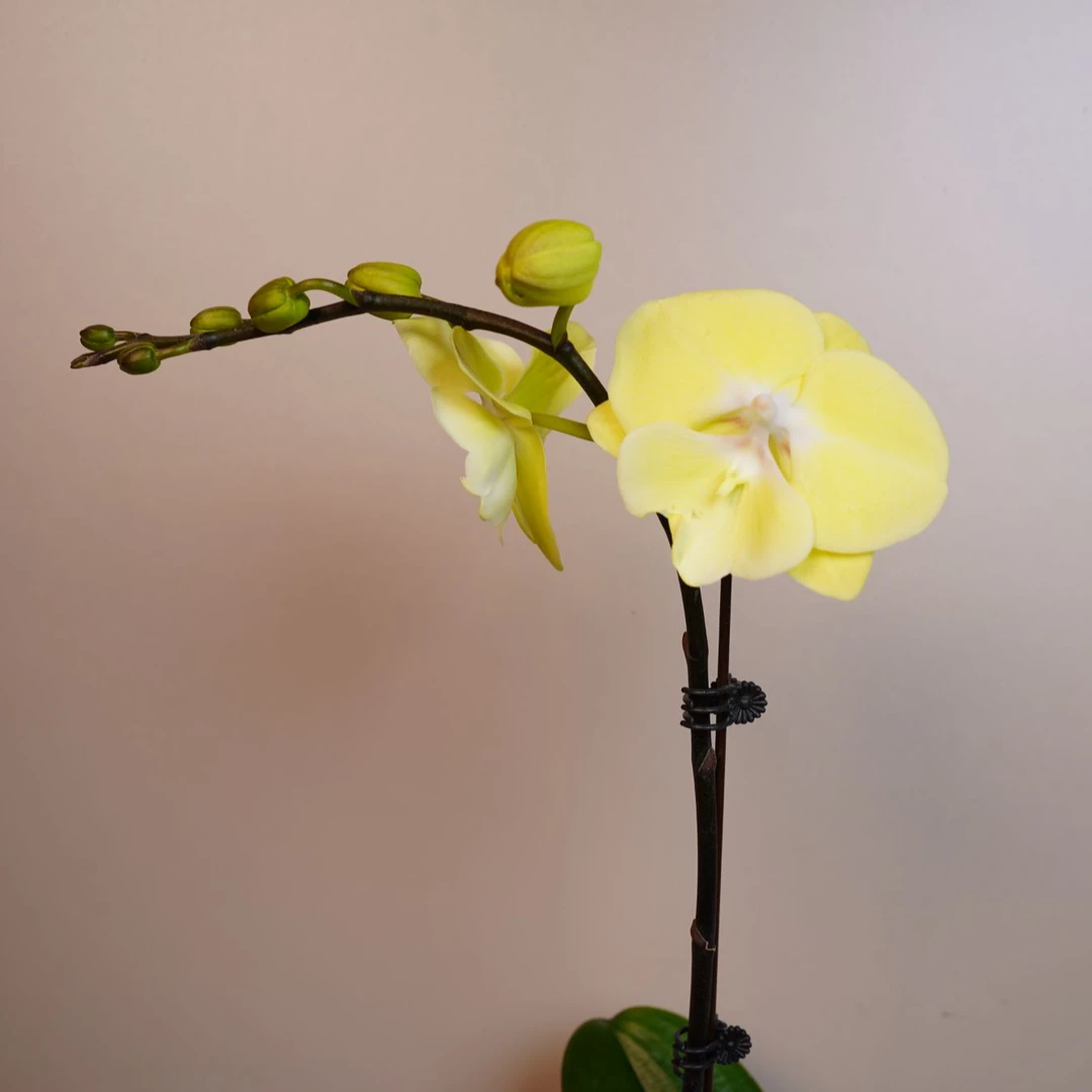 繁星里蝴蝶兰【星月3.0寸】带花带花苞开花株发货