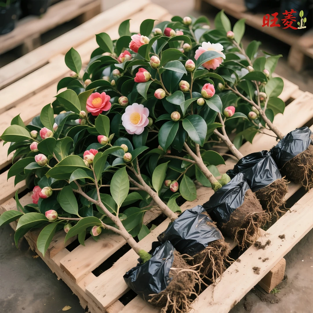 茶花盆栽香妃山茶花树苗开花卉带花苞五色赤丹室内阳台绿植物花卉