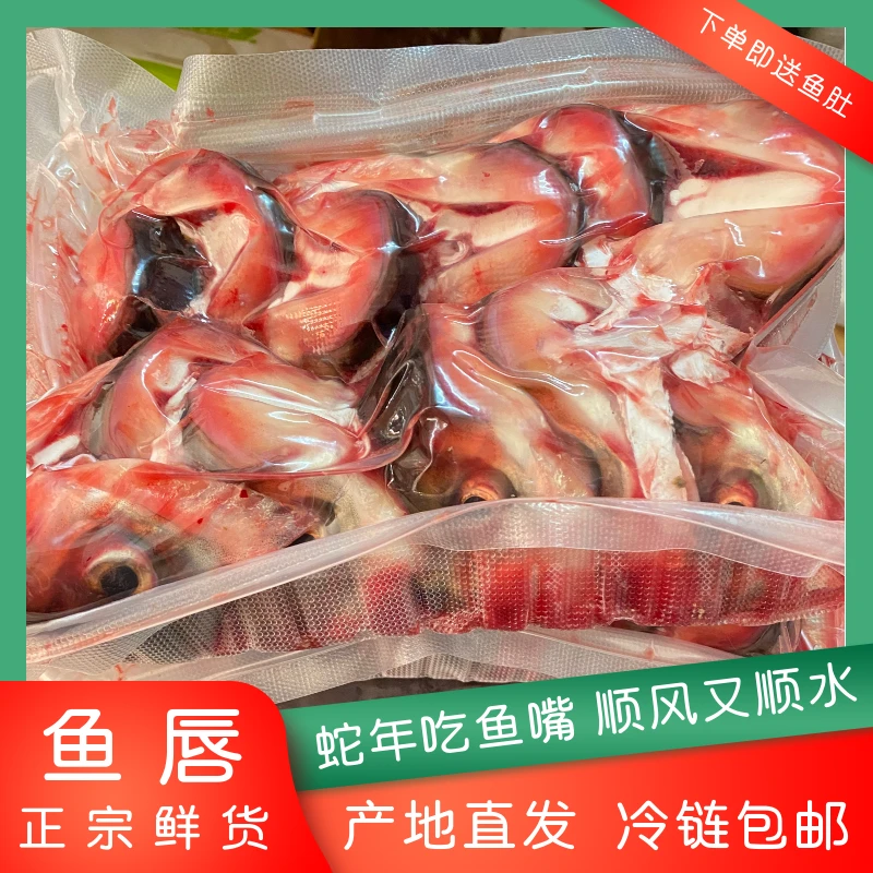 正宗新鲜特级鱼唇鱼嘴精选上等餐饮食材非冻品2斤4斤京东包邮