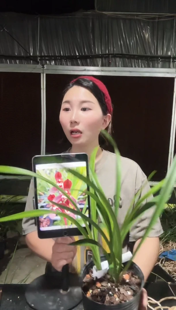 无花朵富贵红荷3苗 兰花