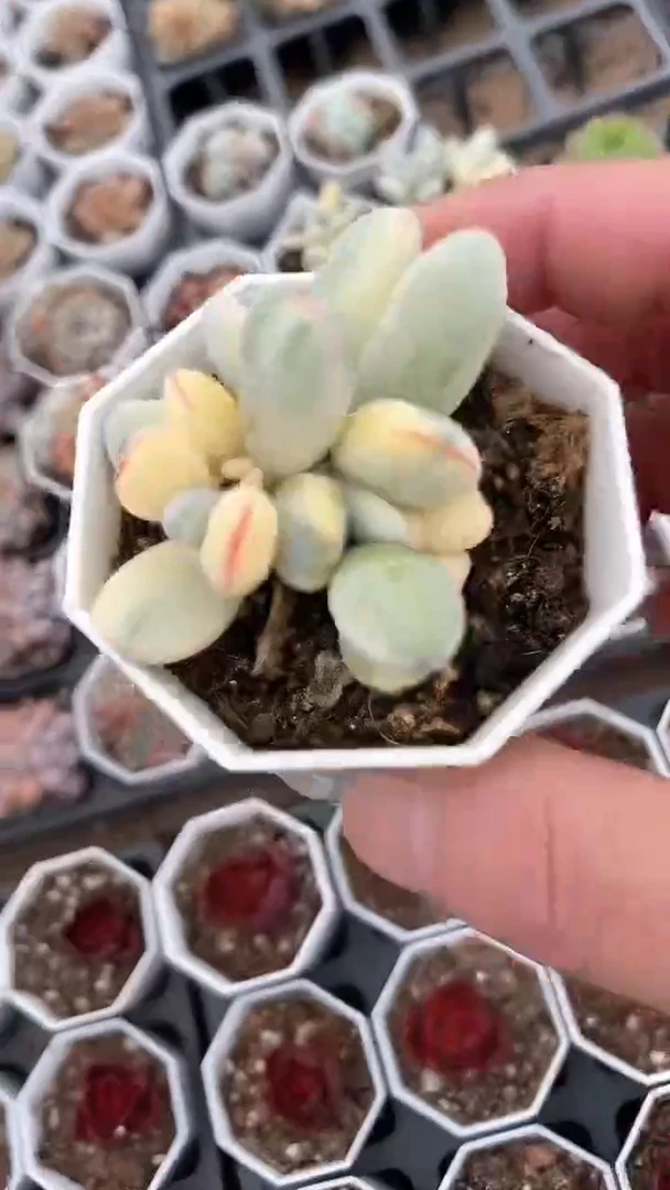 【闪购商品】八角福娘锦多肉
