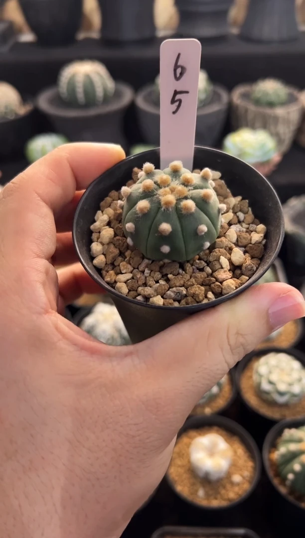 炸毛大油实生根星兜编码65