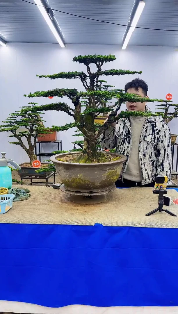 无花朵一物一拍，所见即所得