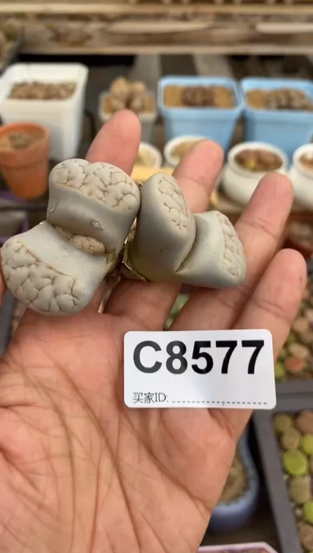 8577直播一物一拍
