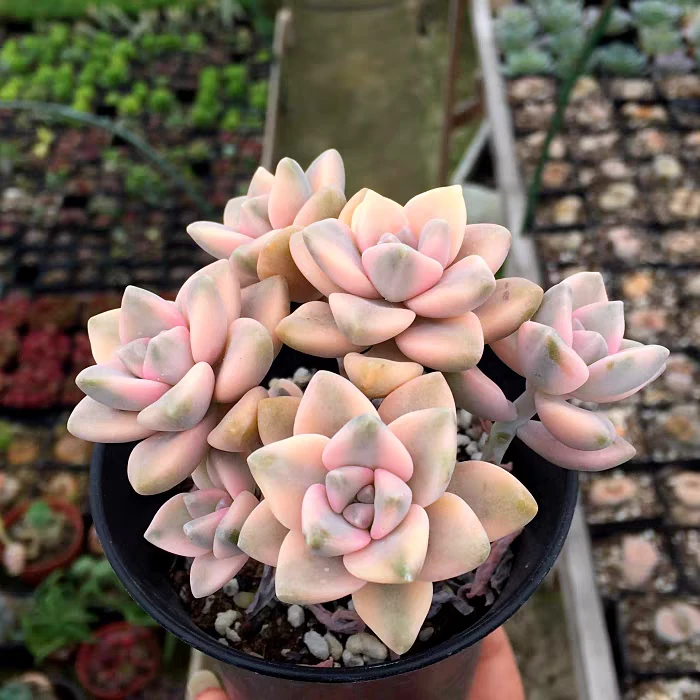 美杏景和樱花锦多肉植物带盆土室内外好养活净化空气