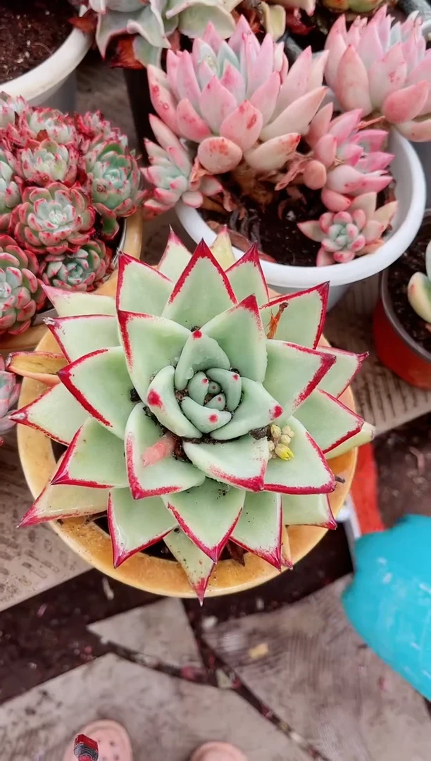 15287多肉植物一物一拍