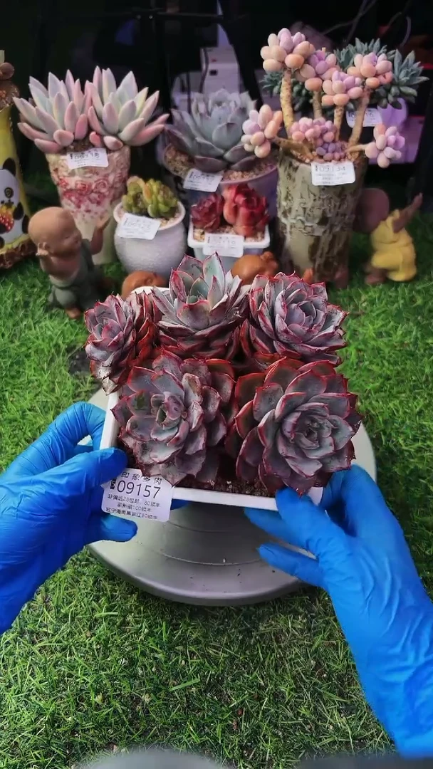 昆明印象多肉09157