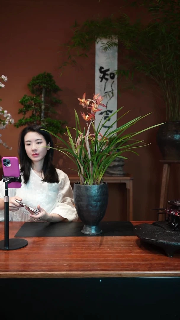 无花朵红茶盆景盆景盆景