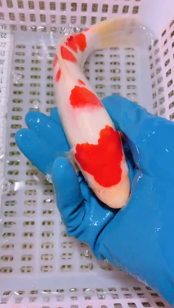 锦鲤冷水观赏鱼全场包邮198