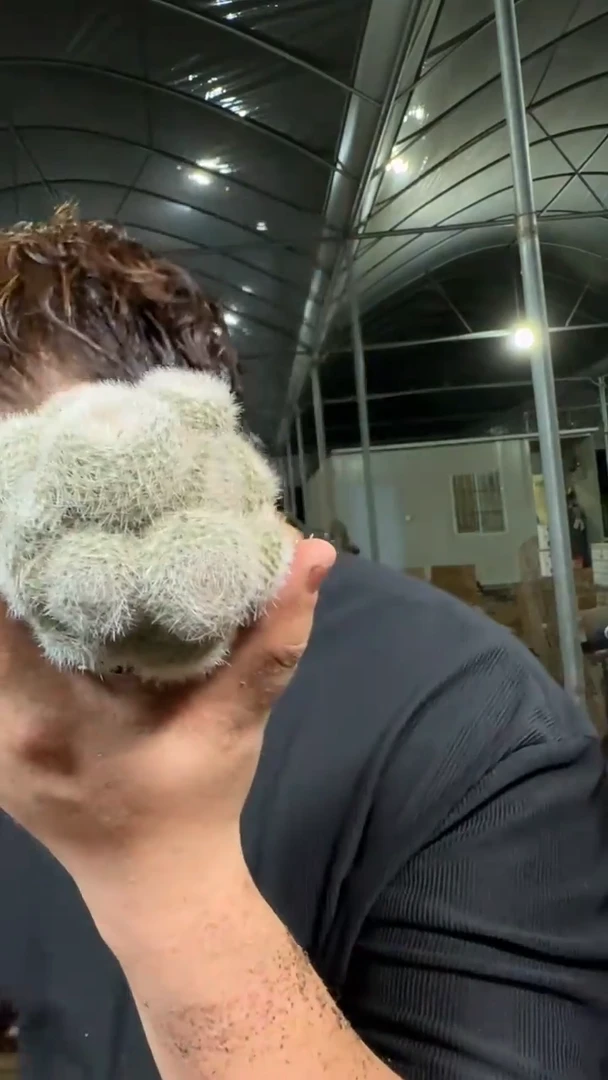 2颗 白雪光 群生【无根】