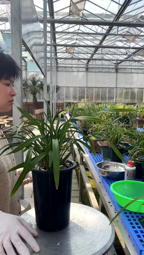 【闪购商品】三圣，石头和野花的交易